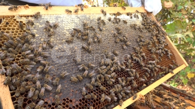 Ε. Λιακούλη: «Σε απελπισία οι μελισσοκόμοι, από την αδιαφορία της Κυβέρνησης»