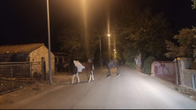 Τρία άλογα ελεύθερα σε οδικό δίκτυο της Ερεσού
