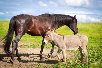 Αντιμέτωπα τα ιπποειδή της Λέσβου με την εγκατάλειψη &amp; την κακοποίηση