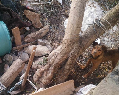 Καταγγελία για παθητική κακοποίηση σκυλιού στον Σκόπελο Λέσβου