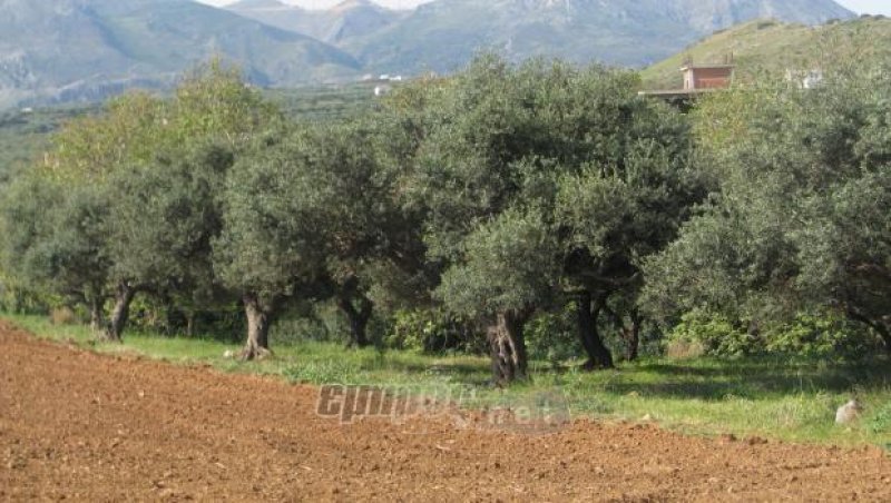 Άρχισε η δακοκτονία