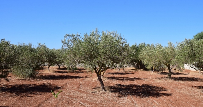 «Να γίνουν πράξη το ταχύτερο, οι εξαγγελίες για ικανοποιητικές αποζημιώσεις των ελαιοπαραγωγών»