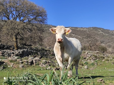 Πιστώνονται 30 εκατ. ευρώ για εκκαθάριση πορισμάτων που αφορούν σε ζημιές φυτικής παραγωγής και ζωικού κεφαλαίου του 2024