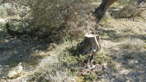 Οι έλεγχοι για την παράνομη υλοτόμηση «μπλοκάρουν» τη λειτουργία 13 καμινιών