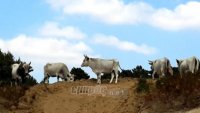 Θερίζει η οζώδης δερματίτιδα στη Λήμνο