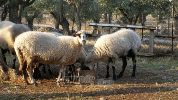 Αρχή με 70.000 πρόβατα