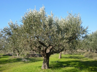 Σήμερα η τελευταία διαβροχή κατά του δάκου