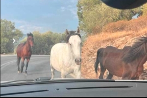 Άλογα στους δρόμους της Γέρας