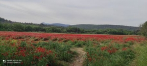 Ένα κύμα παπαρούνας στην Αχλαδερή