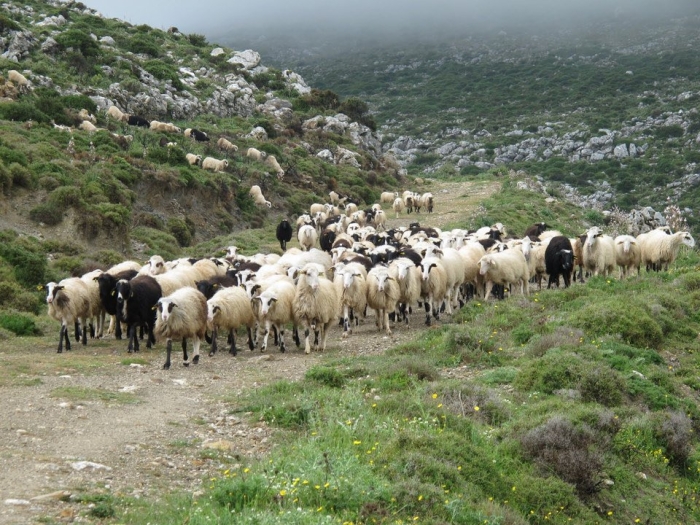 Ξεκίνησε η καταβολή αποζημιώσεων για πανώλη και ευλογιά -Από σήμερα καμία ενεργή ζώνη προστασίας κι επιτήρησης για την πανώλη