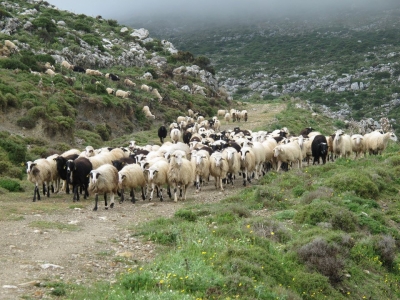 Ξεκίνησε η καταβολή αποζημιώσεων για πανώλη και ευλογιά -Από σήμερα καμία ενεργή ζώνη προστασίας κι επιτήρησης για την πανώλη