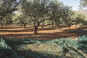 Αποζημίωση ελαιοπαραγωγών από την ξηρασία εντός του 2025