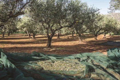 Αποζημίωση ελαιοπαραγωγών από την ξηρασία εντός του 2025