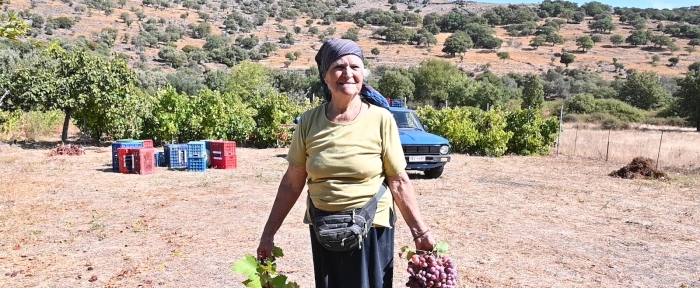 Στον κάμπο της Ανεμώτιας