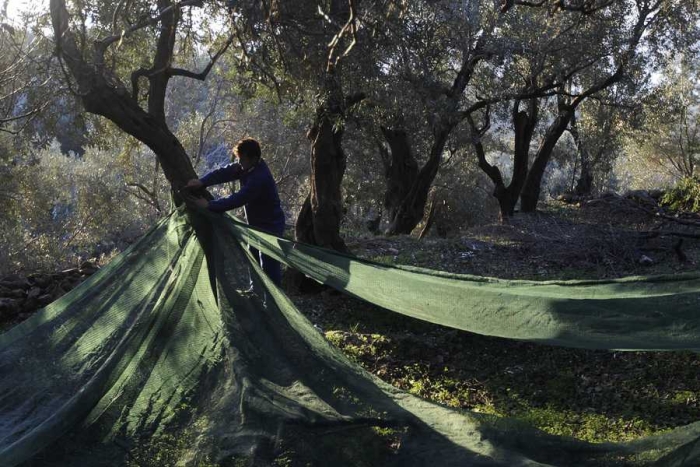 Ερώτηση Παρασκευαΐδη σε Αυγενάκη για την Βασική