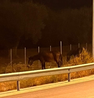 Ελεύθερα άλογα στους δρόμους των Κεραμειών