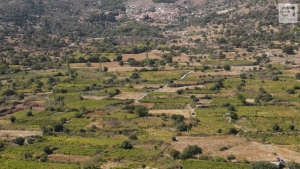 Καλούνται οι αμπελουργοί της Ανεμώτιας να δηλώσουν ζημιές της 12ης Απριλίου 2022