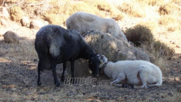 Καταρροϊκός πυρετός στα πρόβατα και απέναντι