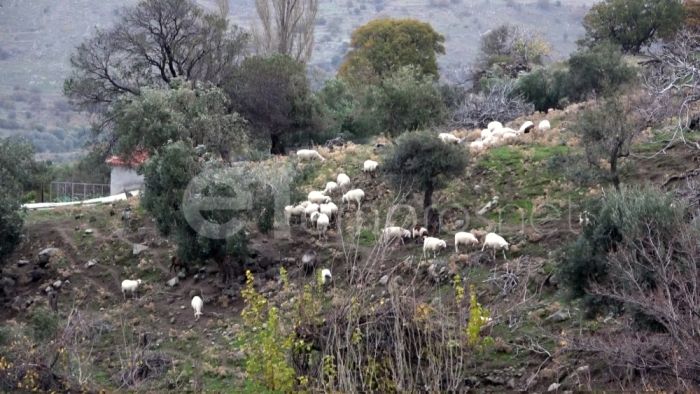 Άνευ ευλογιάς η Λέσβος