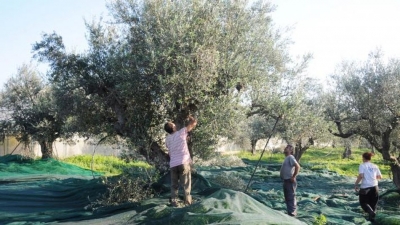 «Να ξεκινήσουν άμεσα οι ψεκασμοί»