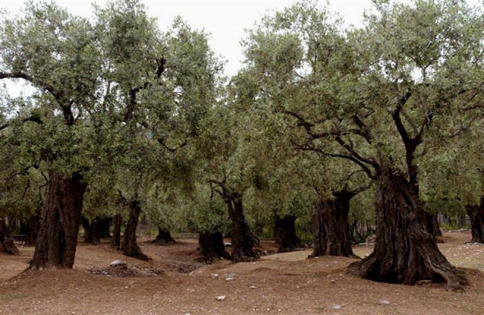 Παράταση υποβολής ενστάσεων για τα σχέδια βελτίωσης ζητά ο ΣΥ.ΡΙΖ.Α Λέσβου