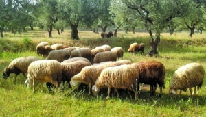 31 εκατ. ευρώ για ίδρυση Ομάδων Παραγωγών