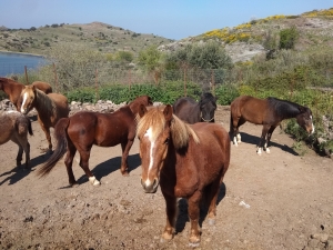 Πράσινο φως για τον κανονισμό διαβατηρίου ιπποειδών