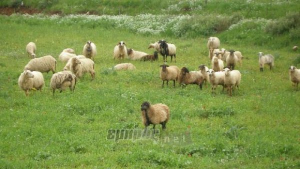 Σε νέες περιπέτειες οι κτηνοτρόφοι της Λέσβου