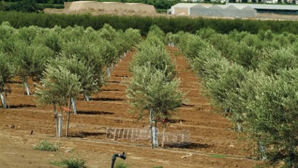 Φύτεψε τις ρίζες σου σε… Δάφια, Κεράμι