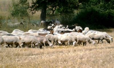 Ασύλληπτη η «σπείρα» των ζωοκλεφτών…