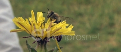 APIS FABRICCA, LESVOS HONEY, ΜΕΛΙ ΕΝΑ, ΜΕΛΙΣΣΟΚΟΜΙΚΟΣ ΣΥΝΕΤΑΙΡΙΣΜΟΣ ΛΕΣΒΟΥ &amp; ΜΕΛΟΣΤΑΓΜΑ στο 12ο Φεστιβάλ Μελιού