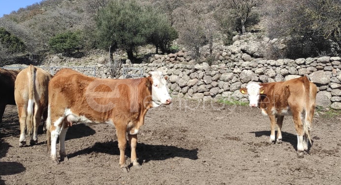 Το Δεκέμβριο κληρώνει για το γάλα