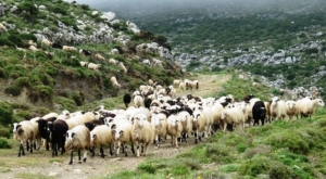 Προς αποζημιώσεις λόγω κορωνοϊού και στους αιγοπροβατοτρόφους»