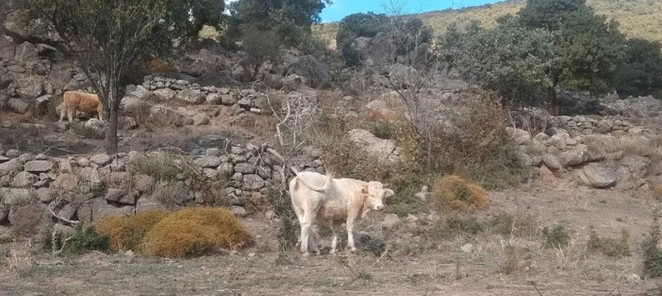 «Οι αγρότες βιώνουν δραματική μείωση εισοδήματος»