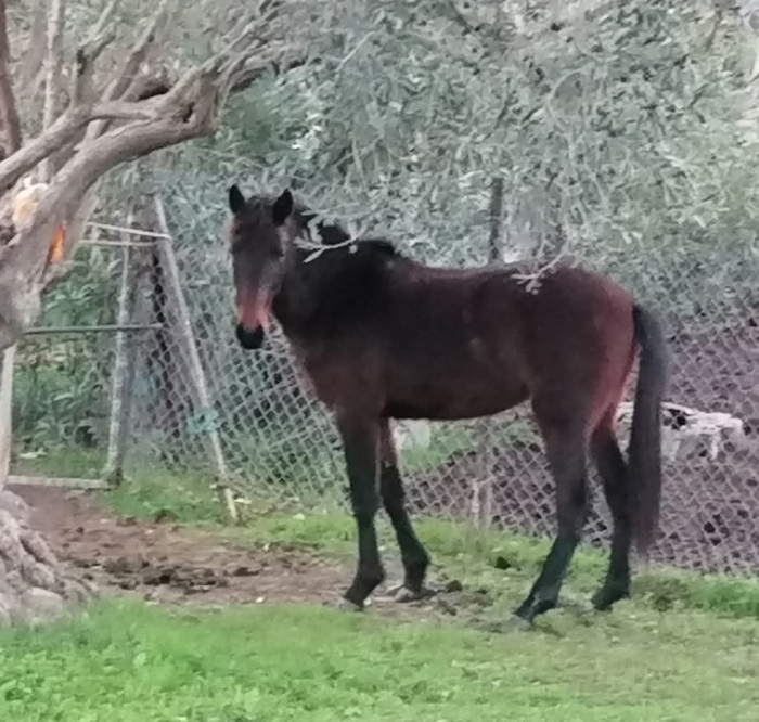 Το άλογο που εντοπίστηκε στους δρόμους του Ιππείου 