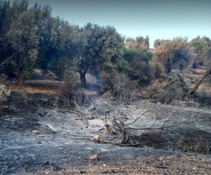 Από τον καμένο ελαιώνα στην περιοχή της Βρίσας