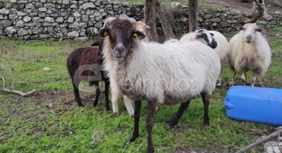 Ετοιμάζει πρόταση για βελτίωση πρόσβασης σε κτηνοτροφικές εκμεταλλεύσεις ο Δήμος Δυτικής Λέσβου