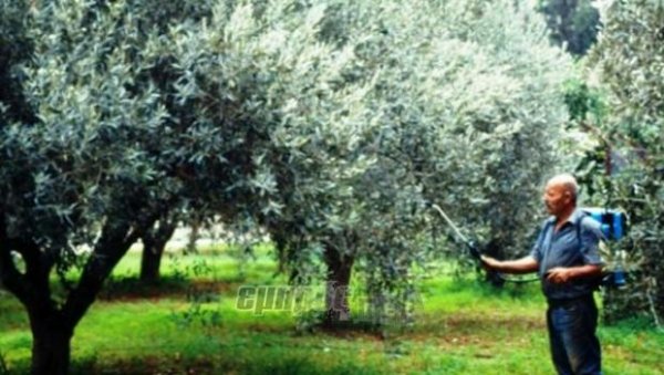 Την Τρίτη κρίνεται η τύχη της δακοκτονίας