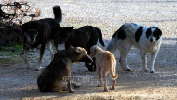 Για τα αδέσποτα, με αφορμή τα Χριστούγεννα