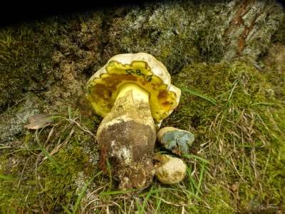 Boletus