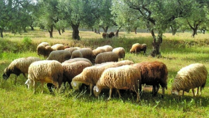 Ανοίγει το πρόγραμμα «Εγκατάσταση Γεωργών Νεαρής Ηλικίας»