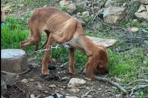 Το σκυλάκι της καταγγελίας 