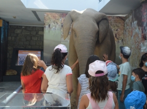 Playing with the life size model of the Lesvos Deinotherium 2