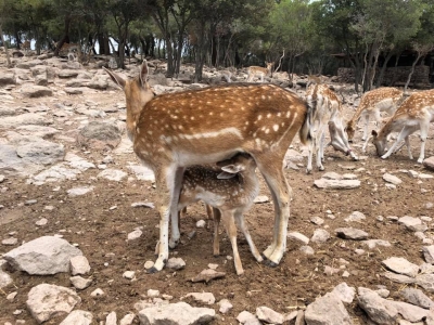 Εκπαιδευτικές επισκέψεις στο Ακράσι, Αμπελικό και Νεοχώρι Λέσβου