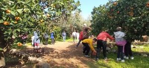 Από την συλλογή εσπεριδοειδών στα περιβόλια του Παλαιοκήπου 