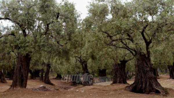 Μπαλάκι οι ευθύνες για τη δακοκτονία