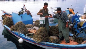 Άρση υγειονομικών μέτρων που αφορούν στην αλιεία οστρακοειδών στον κόλπο Καλλονής