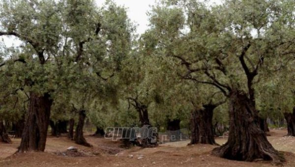 Η σειρά κατάταξης των γεωπόνων της δακοκτονίας