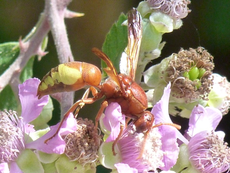 Rhyncium oculatum