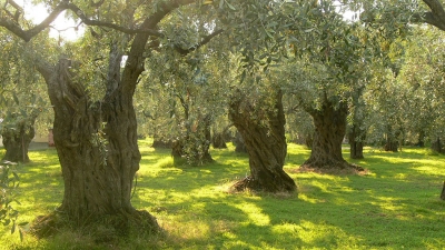 Στις 5 Ιουλίου ξεκινάει η δακοκτονία στη Λέσβο